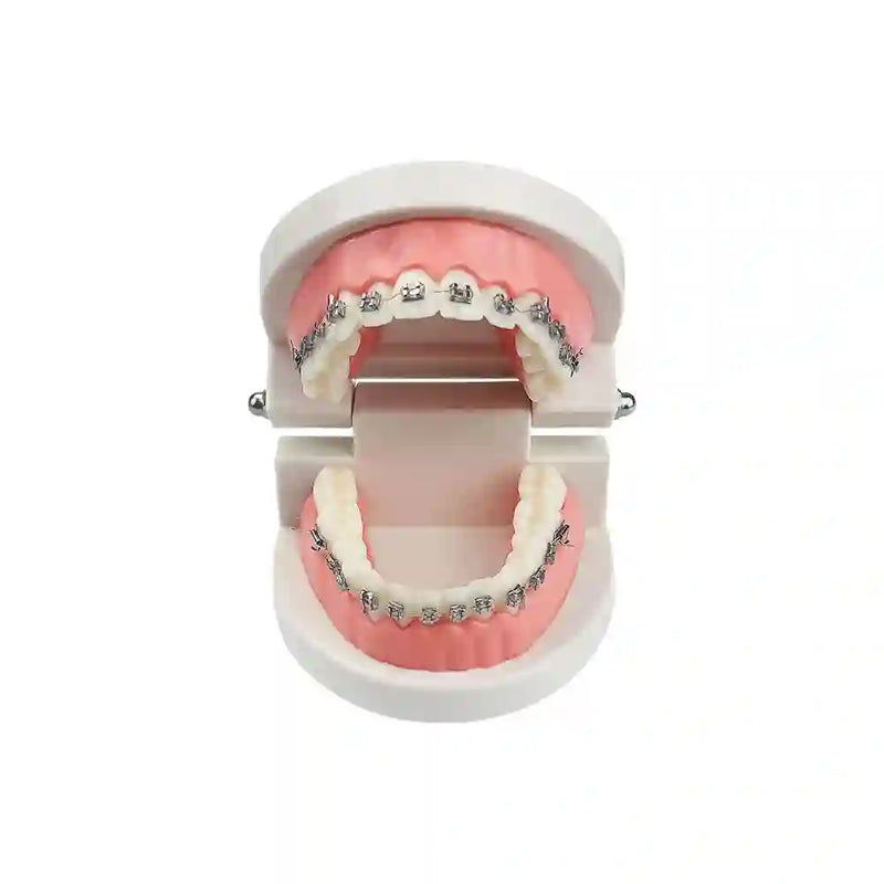 Dental student practicing orthodontic techniques on the Dental Orthodontic Teeth Model with braces.