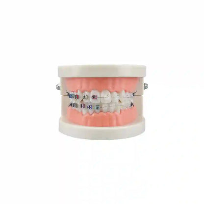 Dental student practicing orthodontic techniques on the Dental Orthodontic Teeth Model with braces.