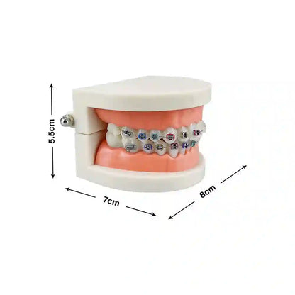 Dental student practicing orthodontic techniques on the Dental Orthodontic Teeth Model with braces.