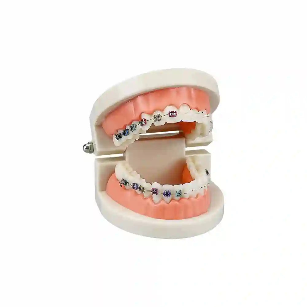 Dental student practicing orthodontic techniques on the Dental Orthodontic Teeth Model with braces.