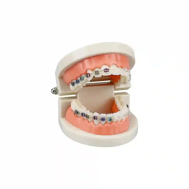 Dental student practicing orthodontic techniques on the Dental Orthodontic Teeth Model with braces.