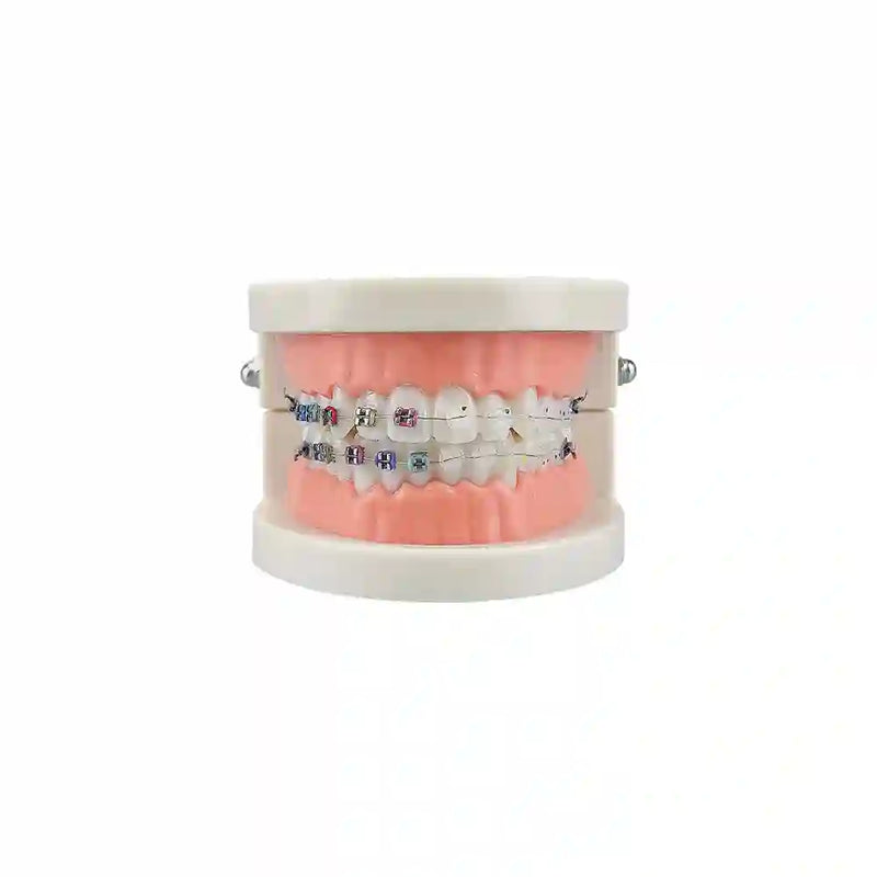 Dental student practicing orthodontic techniques on the Dental Orthodontic Teeth Model with braces.