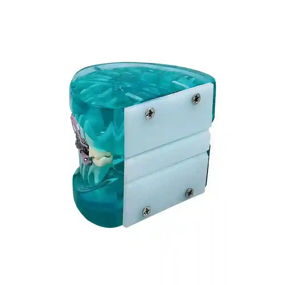 Applying orthodontic brackets and chain ties to a dental model for orthodontic study