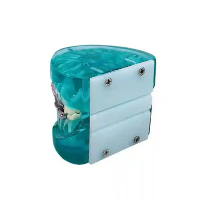 Applying orthodontic brackets and chain ties to a dental model for orthodontic study