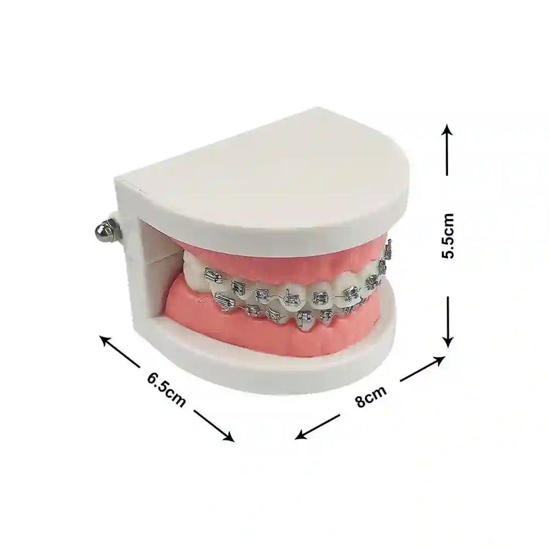 Dental student practicing orthodontic techniques on the Dental Orthodontic Teeth Model with braces.