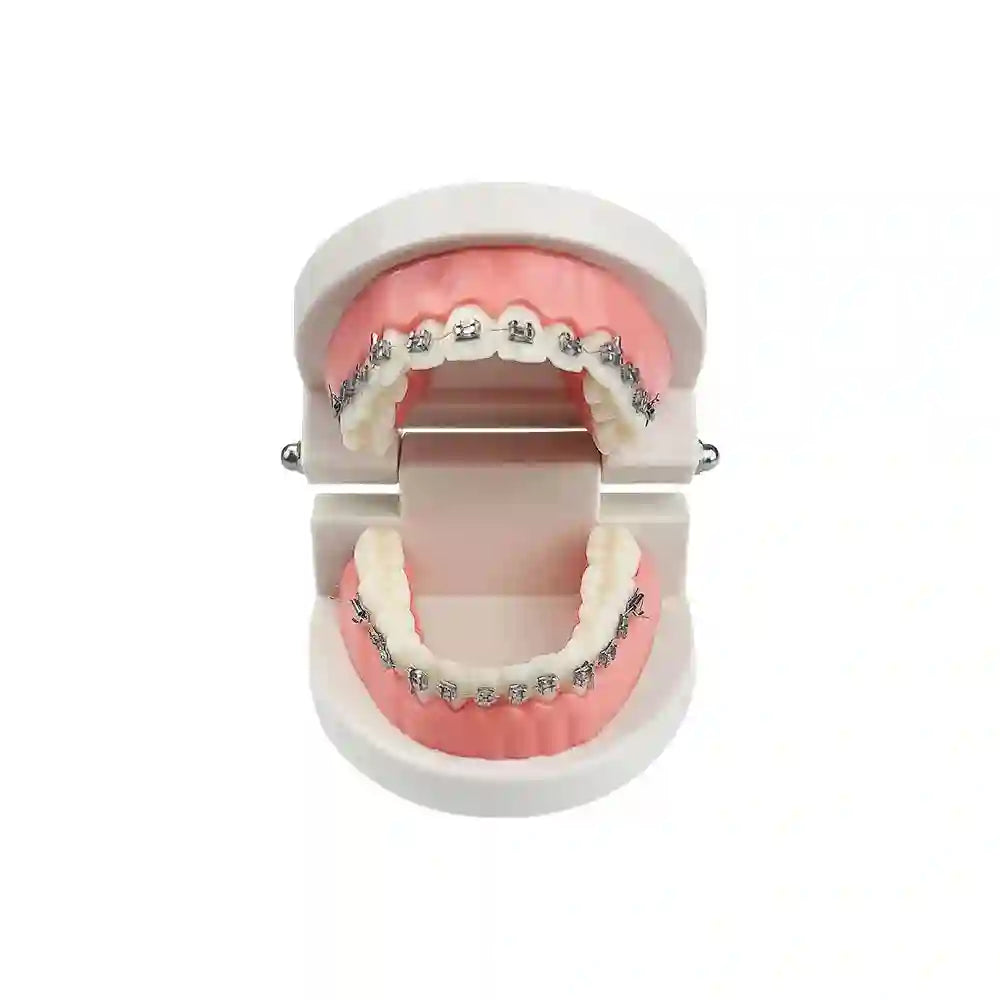 Dental student practicing orthodontic techniques on the Dental Orthodontic Teeth Model with braces.